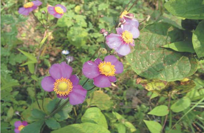 打破碗花花